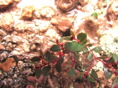 Euphorbia villifera