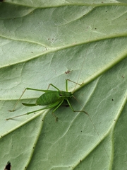 Leptophyes laticauda