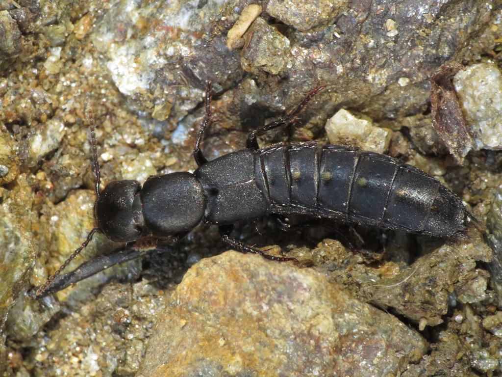Ocypus aethiops