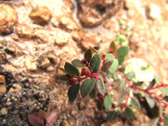 Euphorbia villifera