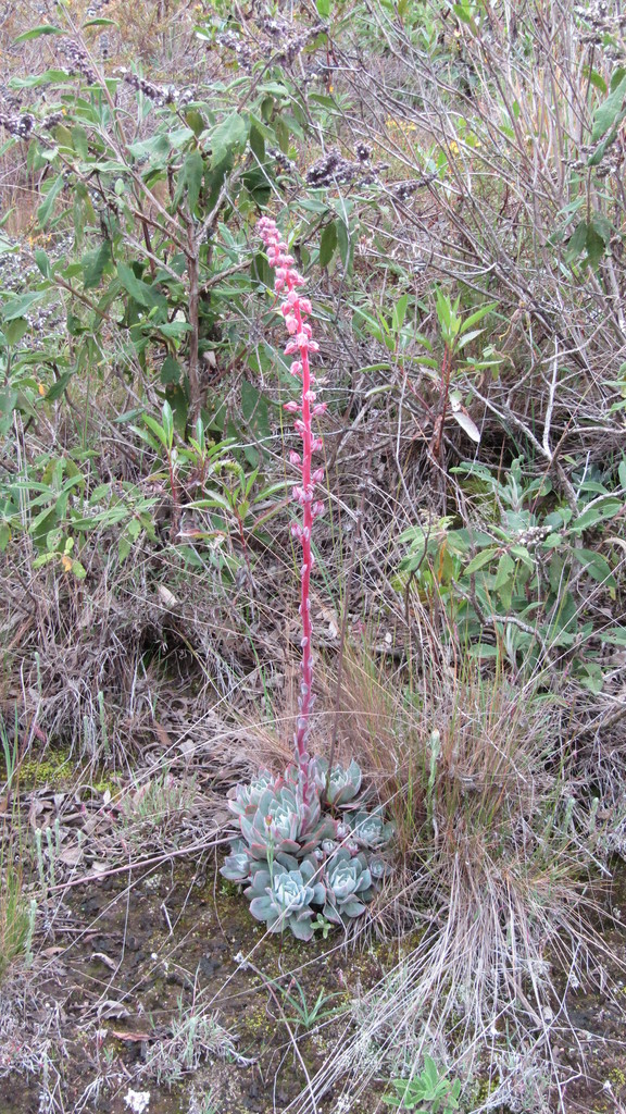 Echeveria multicolor, Libertador, Mérida, Venezuela