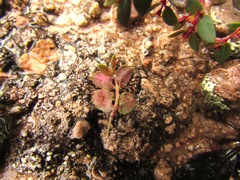 Euphorbia villifera