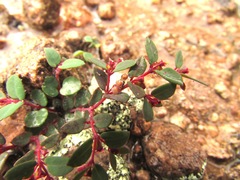Euphorbia villifera