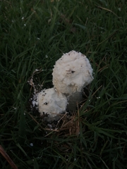 Amanita foetens