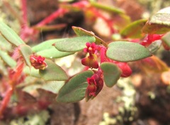 Euphorbia villifera