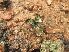 Euphorbia villifera