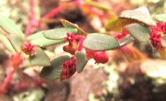 Euphorbia villifera