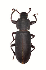 Tenebrio obscurus