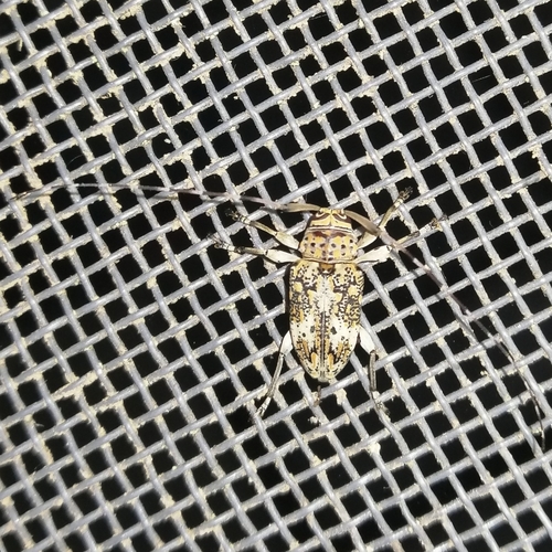 Atrypanius conspersus