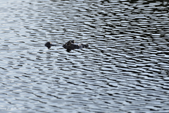 Caiman crocodilus chiapasius