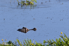 Caiman crocodilus chiapasius