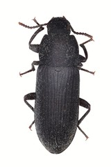Tenebrio obscurus