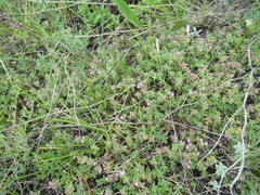 Thymus sibiricus