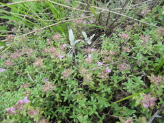 Thymus sibiricus