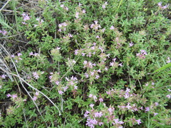 Thymus sibiricus