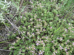 Thymus sibiricus