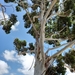 Eucalyptus grandis - Photo (c) Sandra Falanga, μερικά δικαιώματα διατηρούνται (CC BY-NC), uploaded by Sandra Falanga