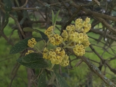Buddleja bullata
