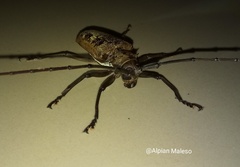 Batocera gerstaeckerii