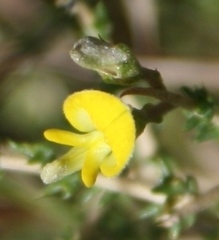 Aspalathus acuminata