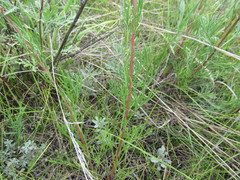 Artemisia commutata