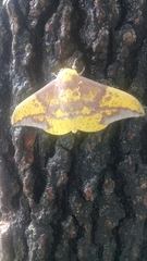 Eacles imperialis magnifica