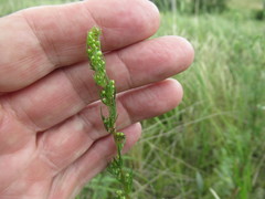 Artemisia commutata