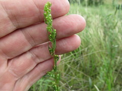 Artemisia commutata