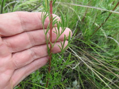 Artemisia commutata