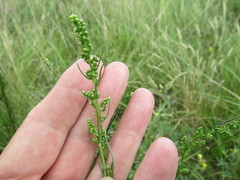 Artemisia commutata