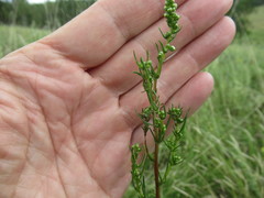 Artemisia commutata