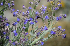 Anchusa azurea