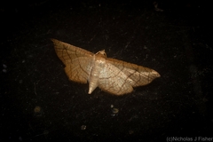Hypolamprus ypsilon