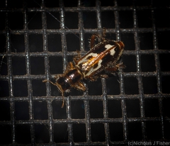 Lemidia cicatricosa