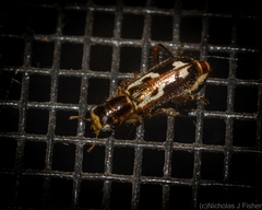 Lemidia cicatricosa