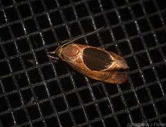 Hoplomorpha abalienella