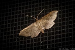Hypolamprus ypsilon