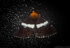 Buzara latizona