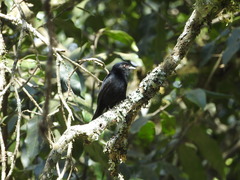 Knipolegus cyanirostris