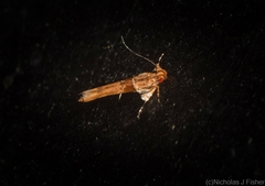 Pyroderces mesoptila