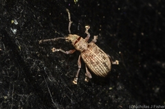 Myllocerina