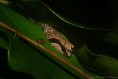 Statherotis pendulata