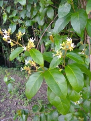 Ichnocarpus frutescens