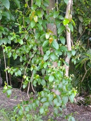 Ichnocarpus frutescens