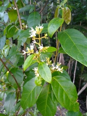 Ichnocarpus frutescens