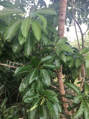 Sideroxylon foetidissimum