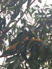 Sideroxylon foetidissimum