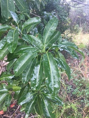 Sideroxylon foetidissimum