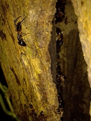 Camponotus confusus