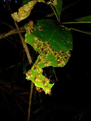 Mellitidia tomentifera